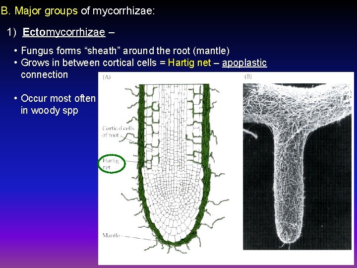 B. Major groups of mycorrhizae: 1) Ectomycorrhizae – • Fungus forms “sheath” around the