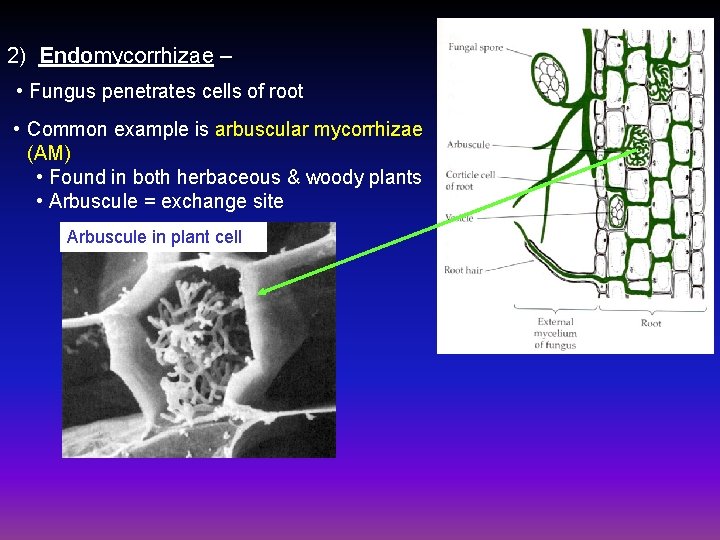 2) Endomycorrhizae – • Fungus penetrates cells of root • Common example is arbuscular