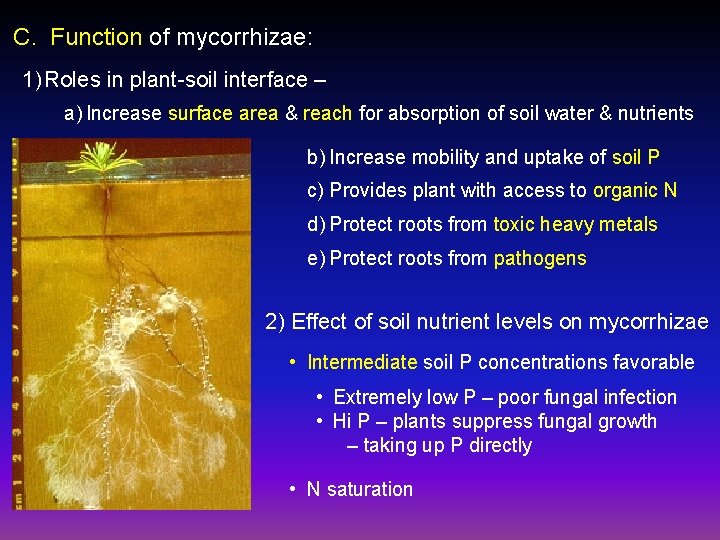 C. Function of mycorrhizae: 1) Roles in plant-soil interface – a) Increase surface area