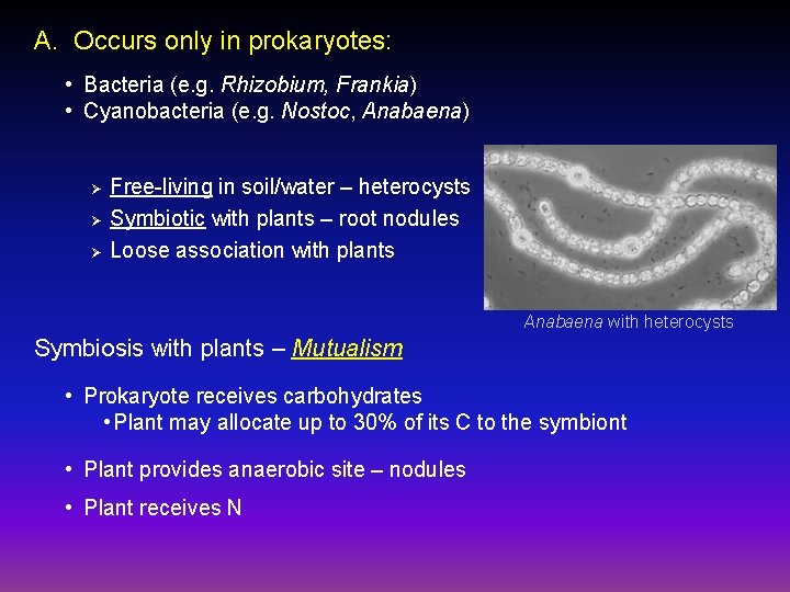 A. Occurs only in prokaryotes: • Bacteria (e. g. Rhizobium, Frankia) • Cyanobacteria (e.