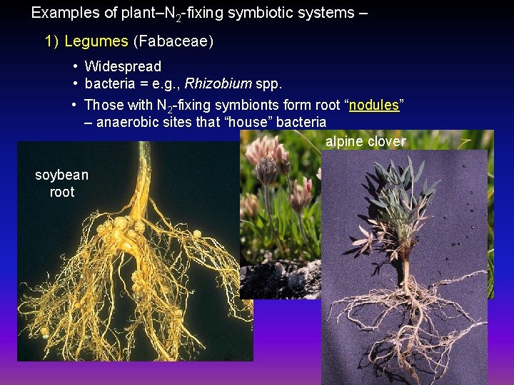 Examples of plant–N 2 -fixing symbiotic systems – 1) Legumes (Fabaceae) • Widespread •