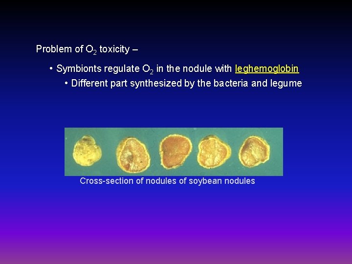 Problem of O 2 toxicity – • Symbionts regulate O 2 in the nodule