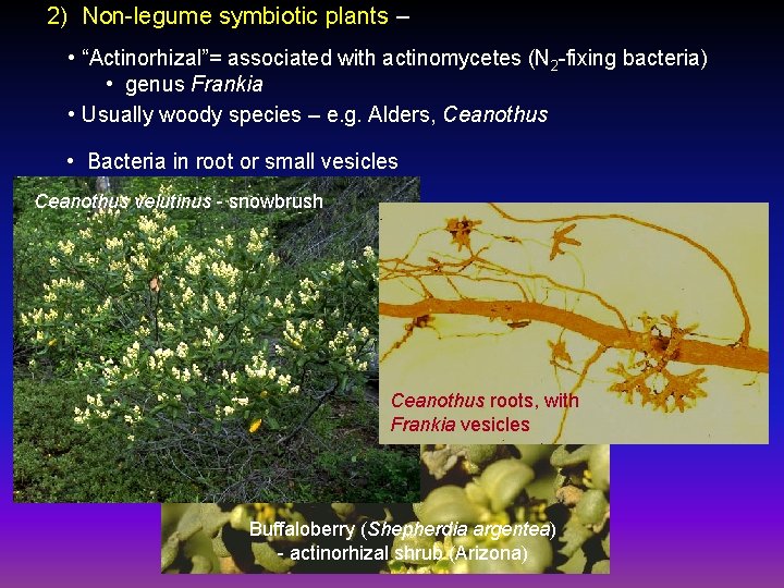 2) Non-legume symbiotic plants – • “Actinorhizal”= associated with actinomycetes (N 2 -fixing bacteria)