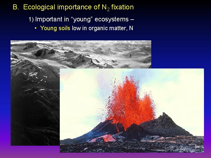 B. Ecological importance of N 2 fixation 1) Important in “young” ecosystems – •