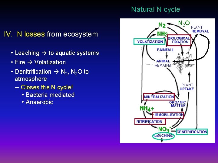 Natural N cycle N 2 O PLANT IV. N losses from ecosystem • Leaching