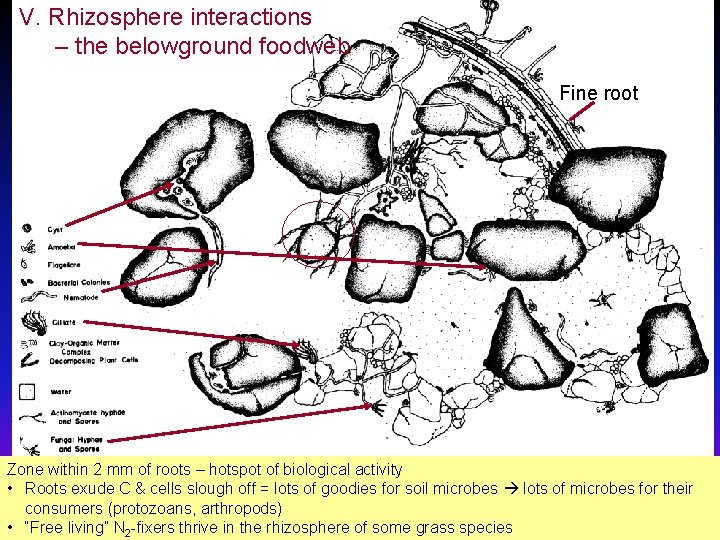 V. Rhizosphere interactions – the belowground foodweb Fine root Zone within 2 mm of