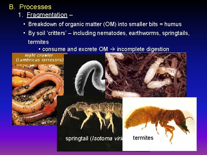 B. Processes 1. Fragmentation – • Breakdown of organic matter (OM) into smaller bits