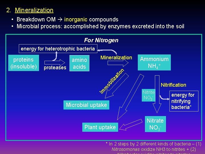 2. Mineralization • Breakdown OM inorganic compounds • Microbial process: accomplished by enzymes excreted
