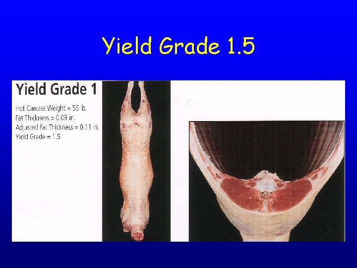 Yield Grade 1. 5 