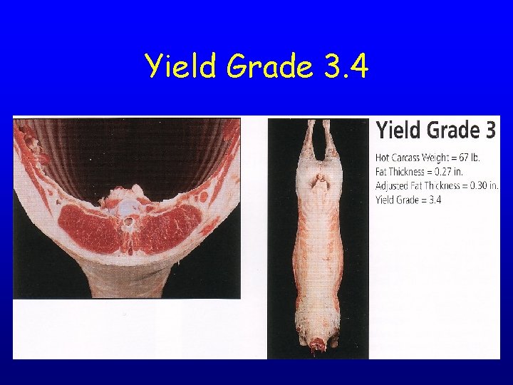 Yield Grade 3. 4 