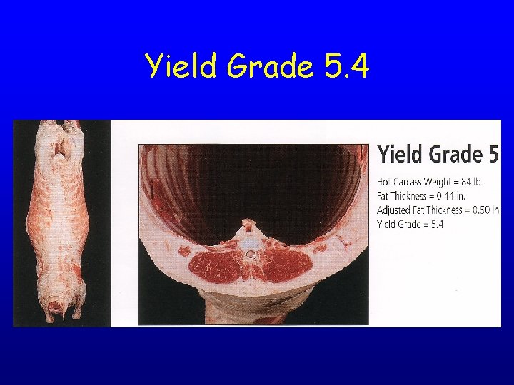 Yield Grade 5. 4 