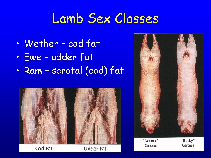 Lamb Sex Classes • Wether – cod fat • Ewe – udder fat •