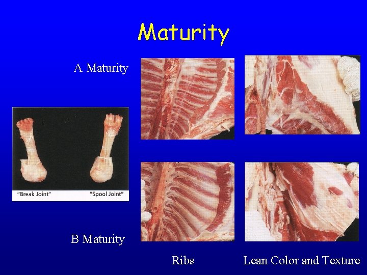 Maturity A Maturity B Maturity Ribs Lean Color and Texture 
