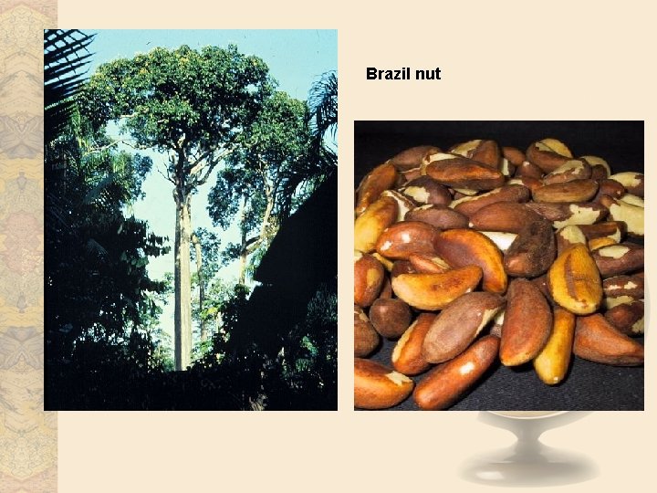 Brazil nut 