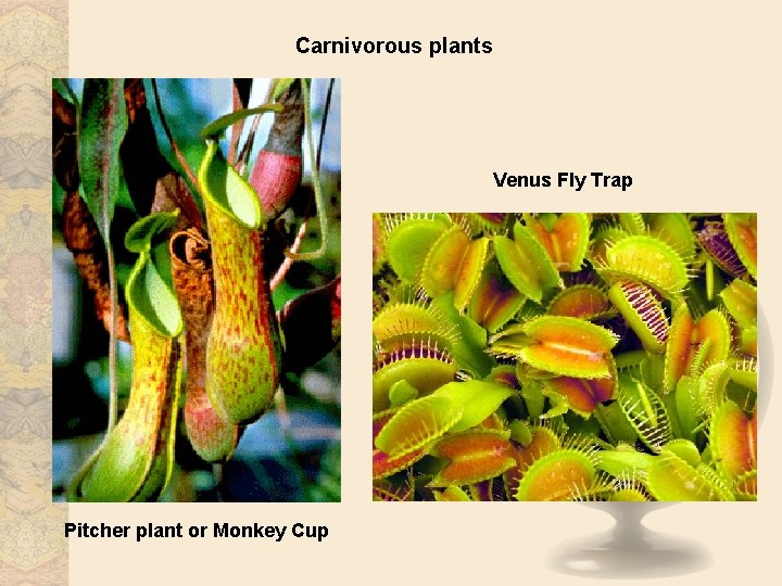 Carnivorous plants Venus Fly Trap Pitcher plant or Monkey Cup 