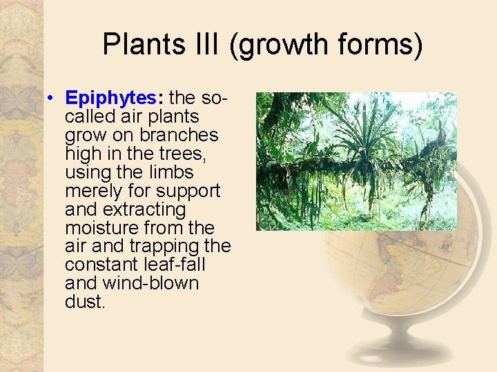 Plants III (growth forms) • Epiphytes: the socalled air plants grow on branches high