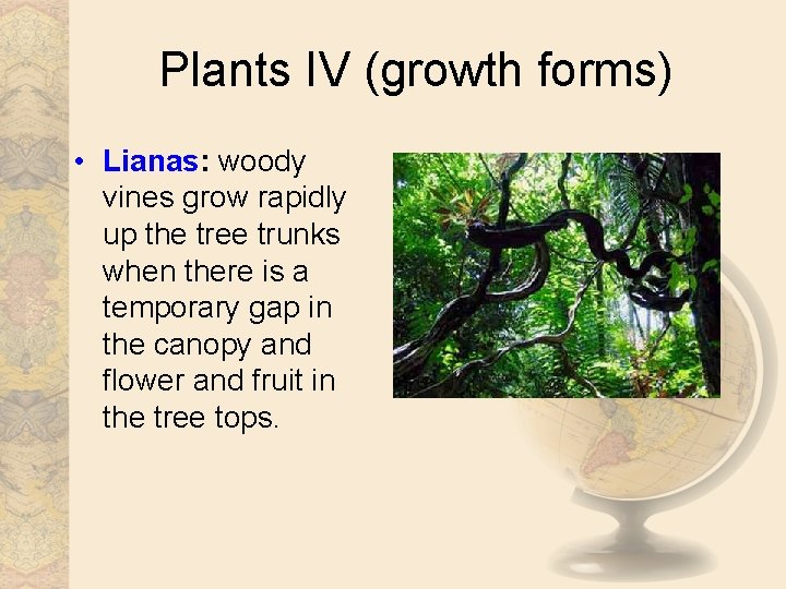 Plants IV (growth forms) • Lianas: woody vines grow rapidly up the tree trunks