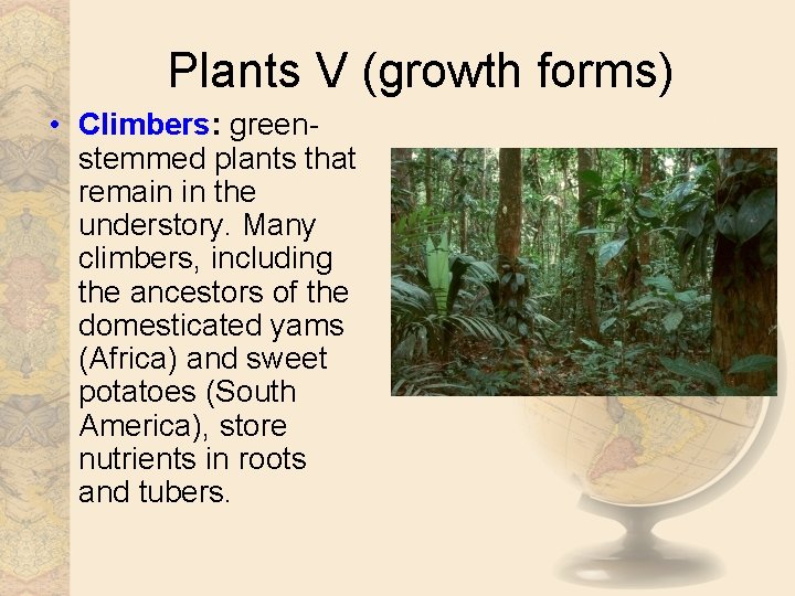 Plants V (growth forms) • Climbers: greenstemmed plants that remain in the understory. Many