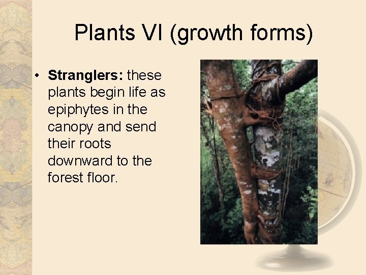 Plants VI (growth forms) • Stranglers: these plants begin life as epiphytes in the