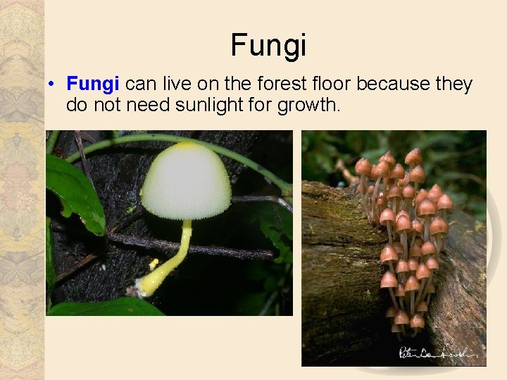 Fungi • Fungi can live on the forest floor because they do not need