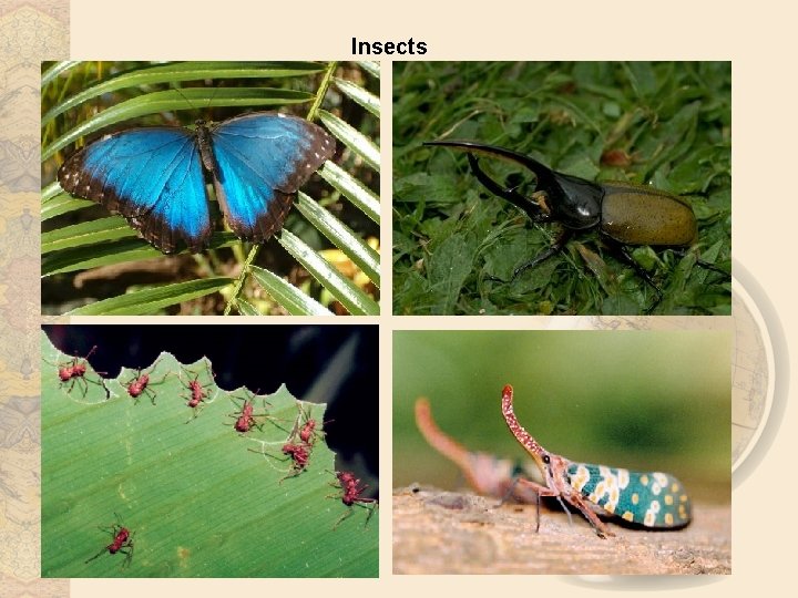 Insects 