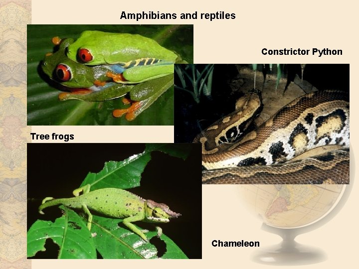 Amphibians and reptiles Constrictor Python Tree frogs Chameleon 