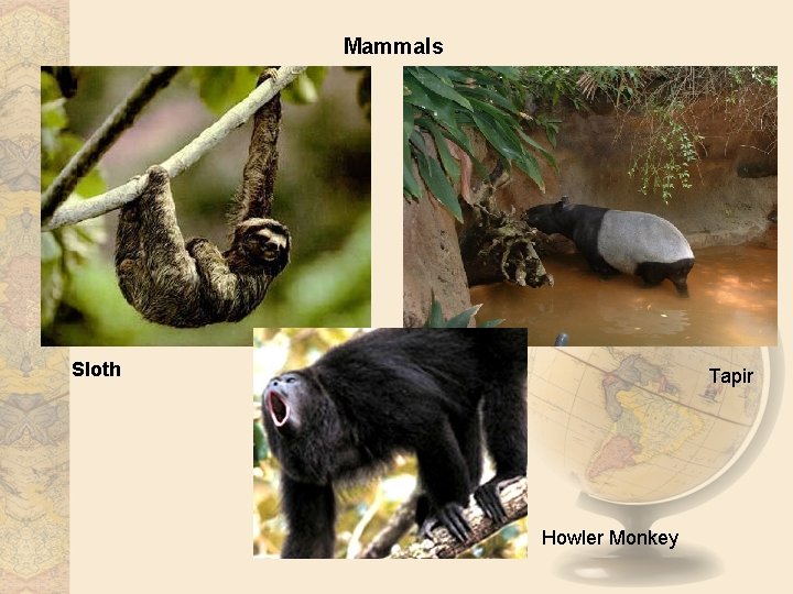 Mammals Sloth Tapir Howler Monkey 