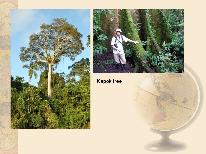 Kapok tree 