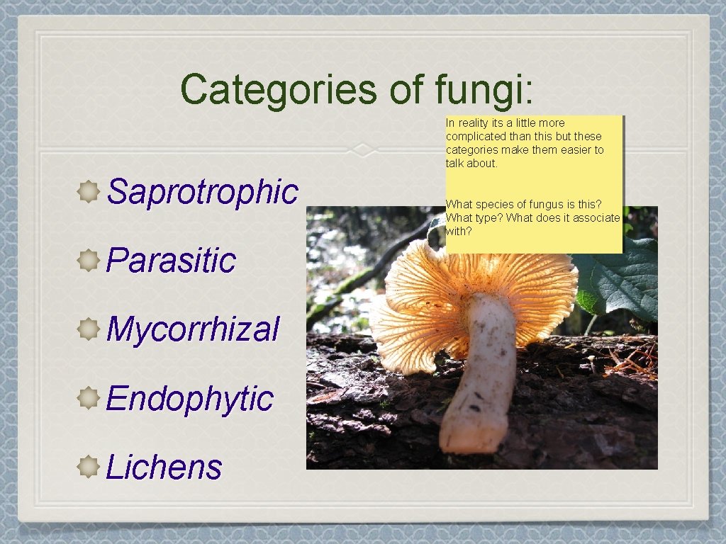 Categories of fungi: In reality its a little more complicated than this but these