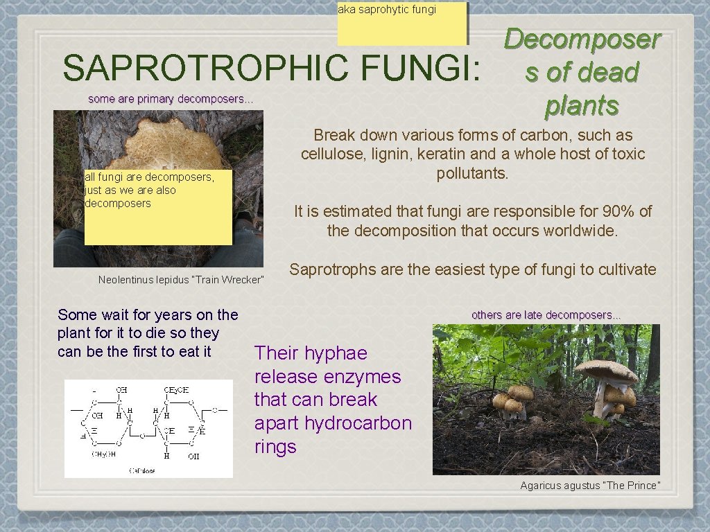 aka saprohytic fungi SAPROTROPHIC FUNGI: some are primary decomposers. . . Break down various