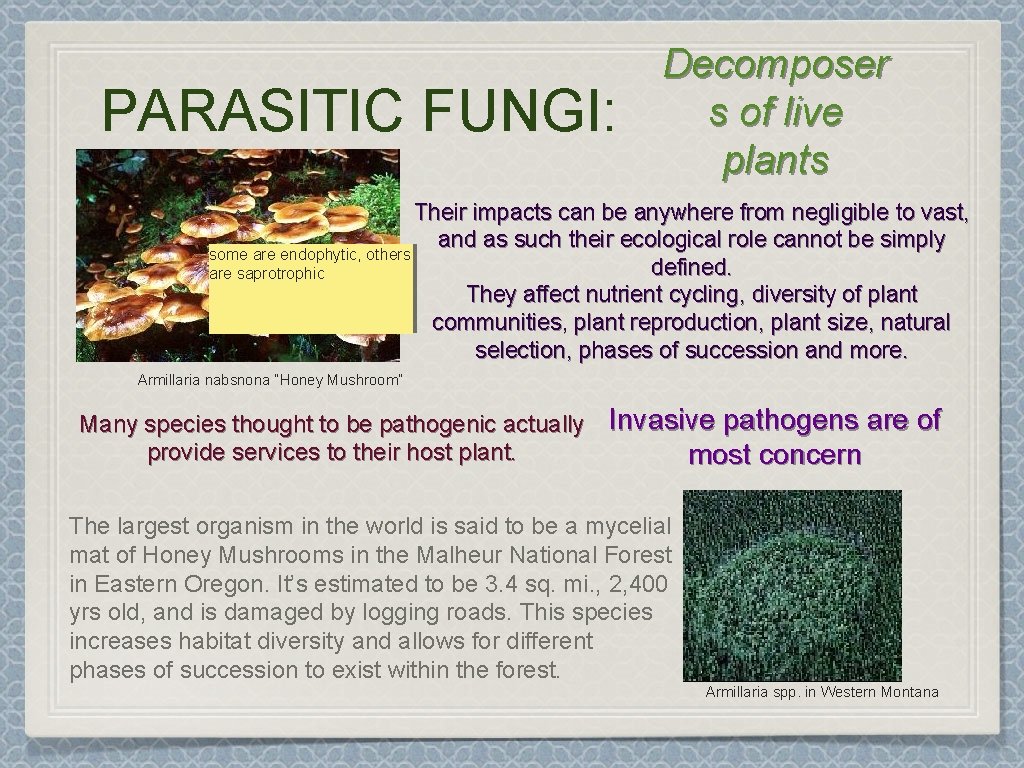 PARASITIC FUNGI: Decomposer s of live plants Their impacts can be anywhere from negligible