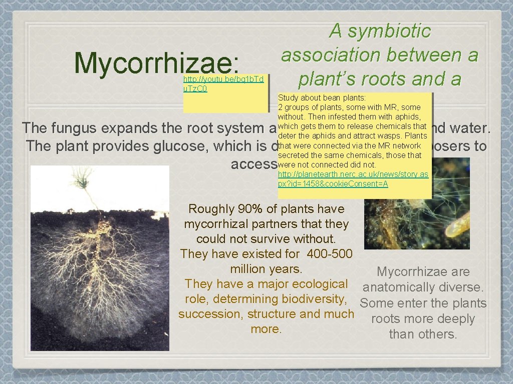 Mycorrhizae: http: //youtu. be/bq 1 b. Td u. Tz. C 0 A symbiotic association