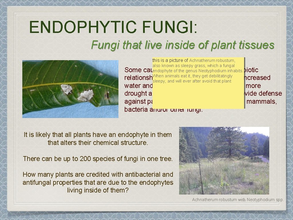 ENDOPHYTIC FUNGI: Fungi that live inside of plant tissues this is a picture of