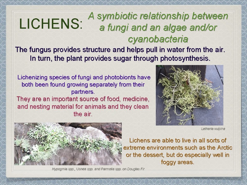 LICHENS: A symbiotic relationship between a fungi and an algae and/or cyanobacteria The fungus