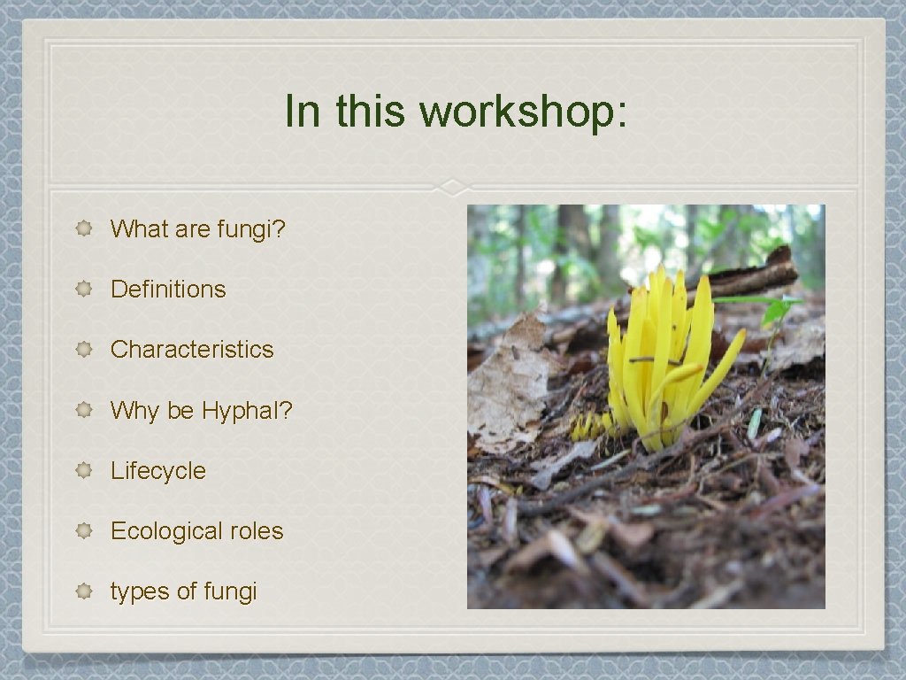 In this workshop: What are fungi? Definitions Characteristics Why be Hyphal? Lifecycle Ecological roles