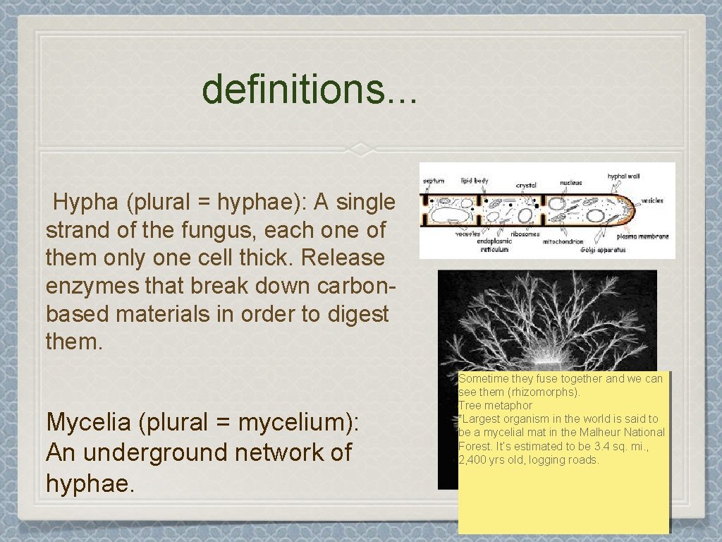 definitions. . . Hypha (plural = hyphae): A single strand of the fungus, each