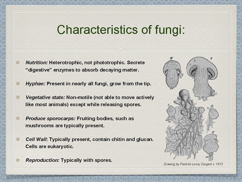 Characteristics of fungi: Nutrition: Heterotrophic, not phototrophic. Secrete “digestive” enzymes to absorb decaying matter.