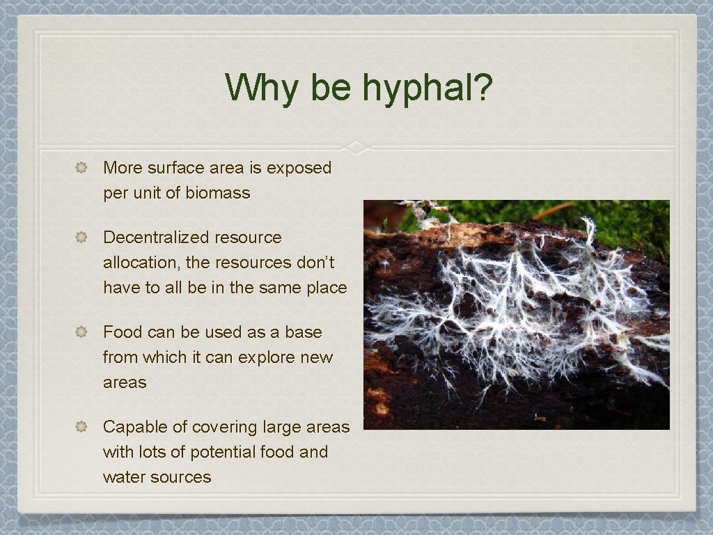 Why be hyphal? More surface area is exposed per unit of biomass Decentralized resource