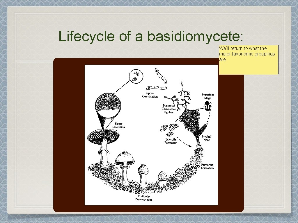 Lifecycle of a basidiomycete: We’ll return to what the major taxonomic groupings are 