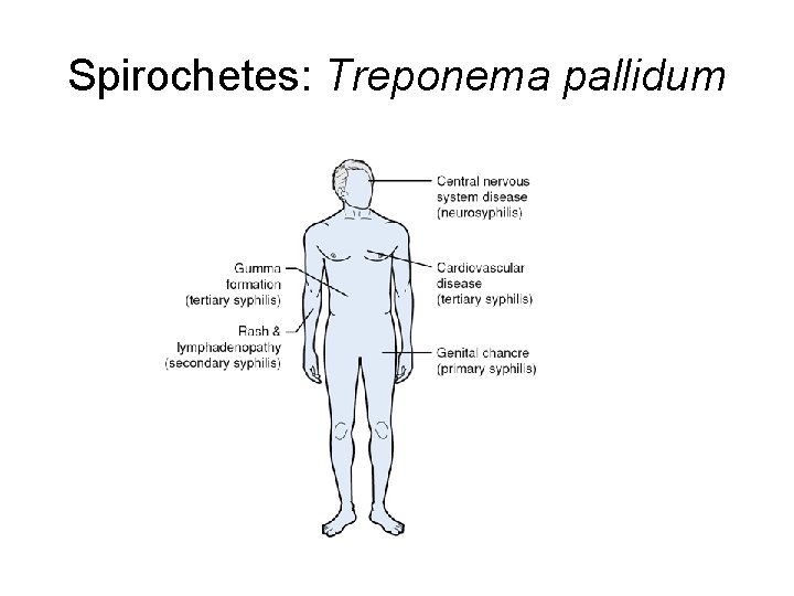 Spirochetes: Treponema pallidum 