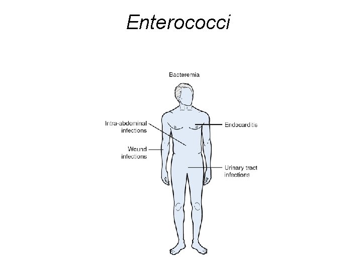 Enterococci 