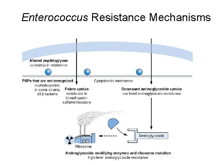 Enterococcus Resistance Mechanisms 