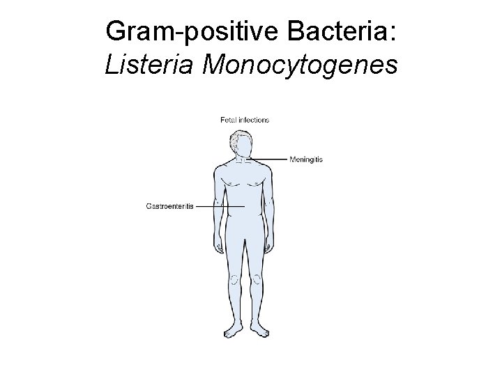 Gram-positive Bacteria: Listeria Monocytogenes 