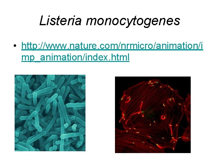 Listeria monocytogenes • http: //www. nature. com/nrmicro/animation/i mp_animation/index. html 