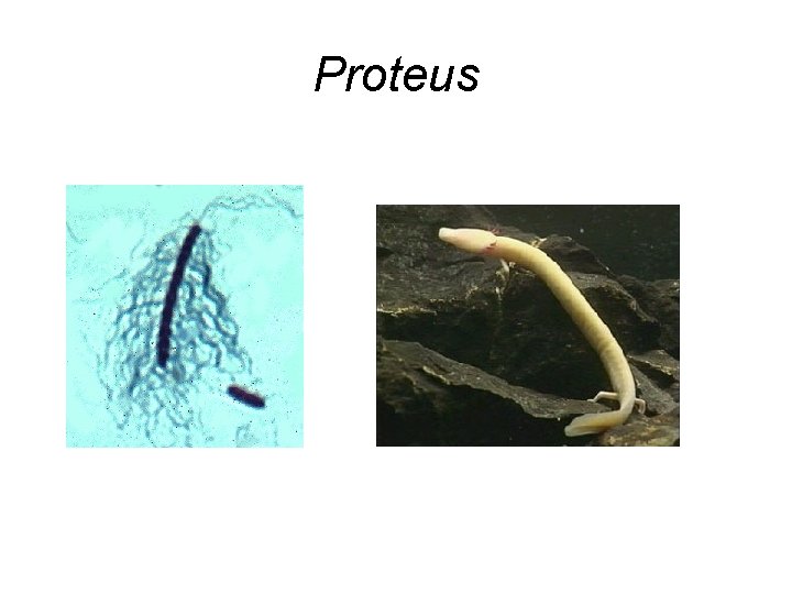 Proteus 