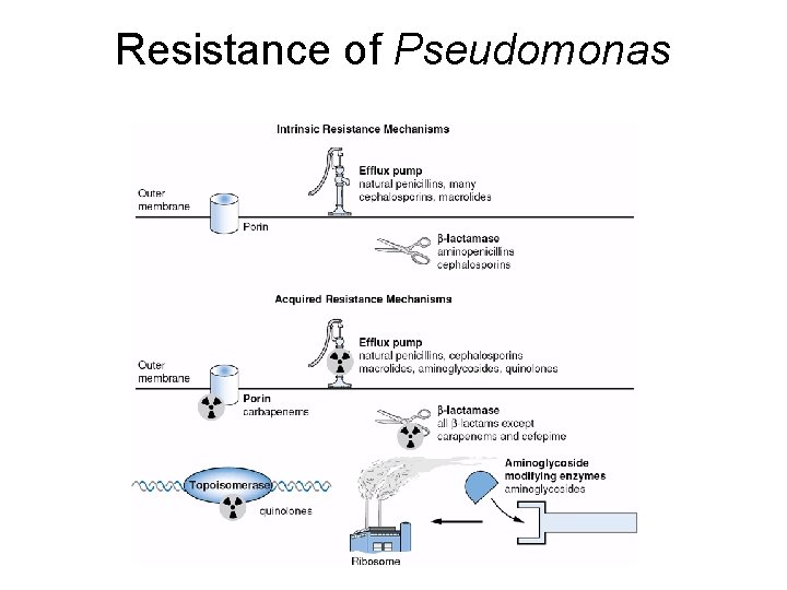 Resistance of Pseudomonas 