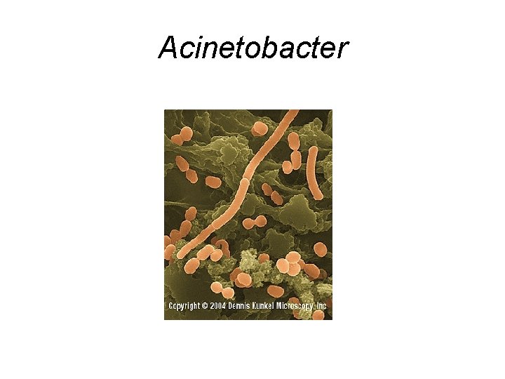 Acinetobacter 