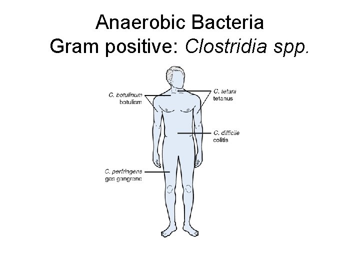 Anaerobic Bacteria Gram positive: Clostridia spp. 