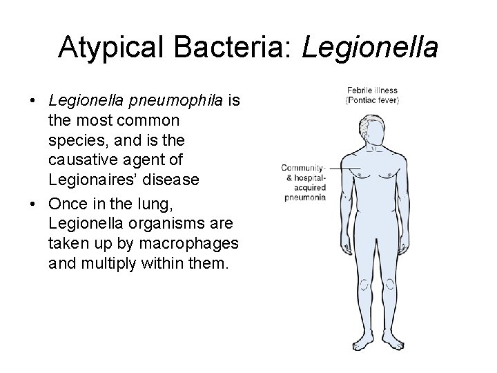 Atypical Bacteria: Legionella • Legionella pneumophila is the most common species, and is the
