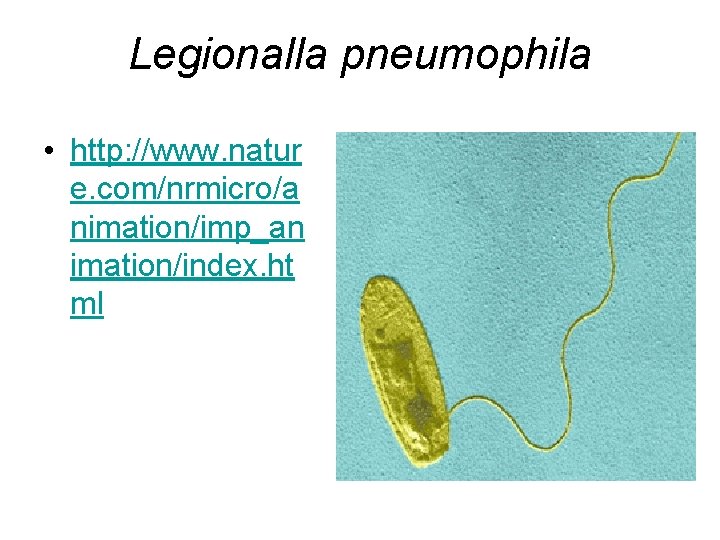 Legionalla pneumophila • http: //www. natur e. com/nrmicro/a nimation/imp_an imation/index. ht ml 